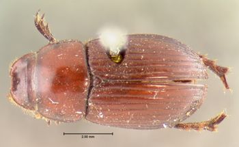 Media type: image;   Entomology 8357 Aspect: habitus dorsal view